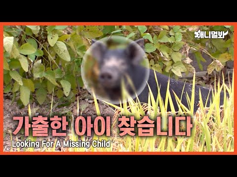 열흘 전 사라진 D군들을 찾아요ㅣLooking <strong>For</strong> Mr. P Who Went <strong>Missing</strong>