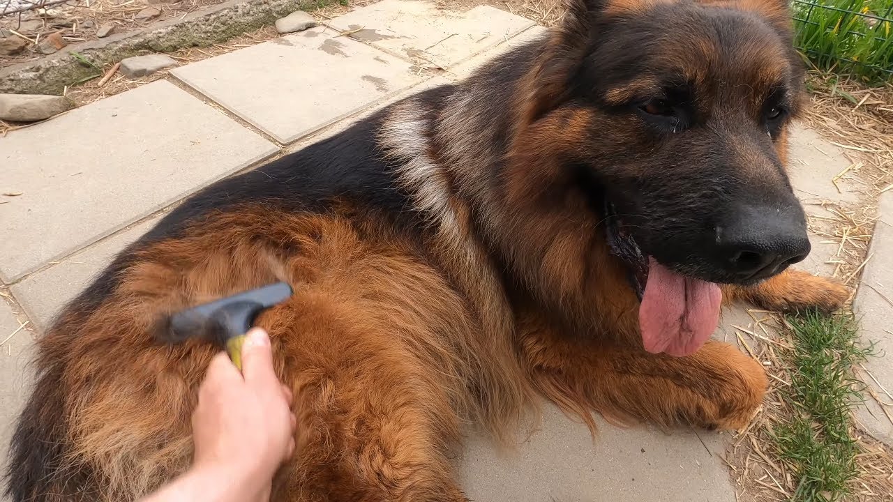 Long haired German Shepherd brushing/Czesanie Owczarka niemieckiego