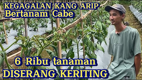 MASIH BINGUNG MENGATASI MASALAH KERITING CABE ? COBA CARA INI !