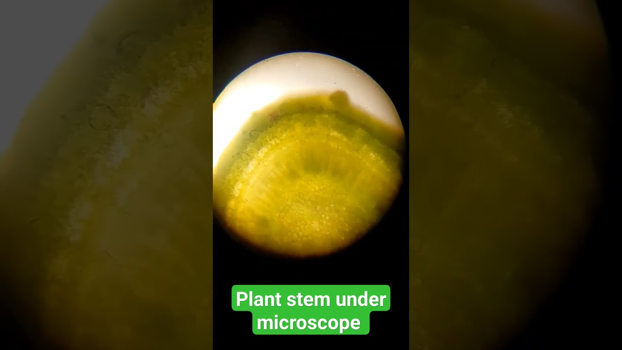Plant stem under microscope 