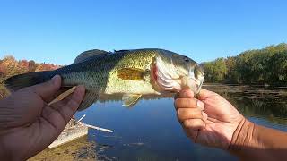 Bass Fishing in fall | Robert Edmonson Conservation Area, Milton On