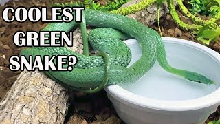 "ULTRAVIOLET" RAINBOW CLUTCH HATCHES! Wealth