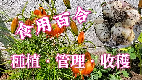 食用百合种植【二】 百合苗移栽—生长管理—收获球茎 - 天天要闻