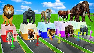 Cow Mammoth Elephant Gorilla Tiger Choose The Right Key Challenge Wild Animal Cage Game Video