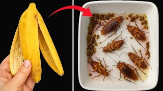 Kill Roaches Overnight – With a Banana Peel, No Pesticides Needed! l Tom Tips