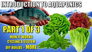 Introduction to Aquaponics: Part 1 | The Nitrogen Cycle & Basic DIY Systems