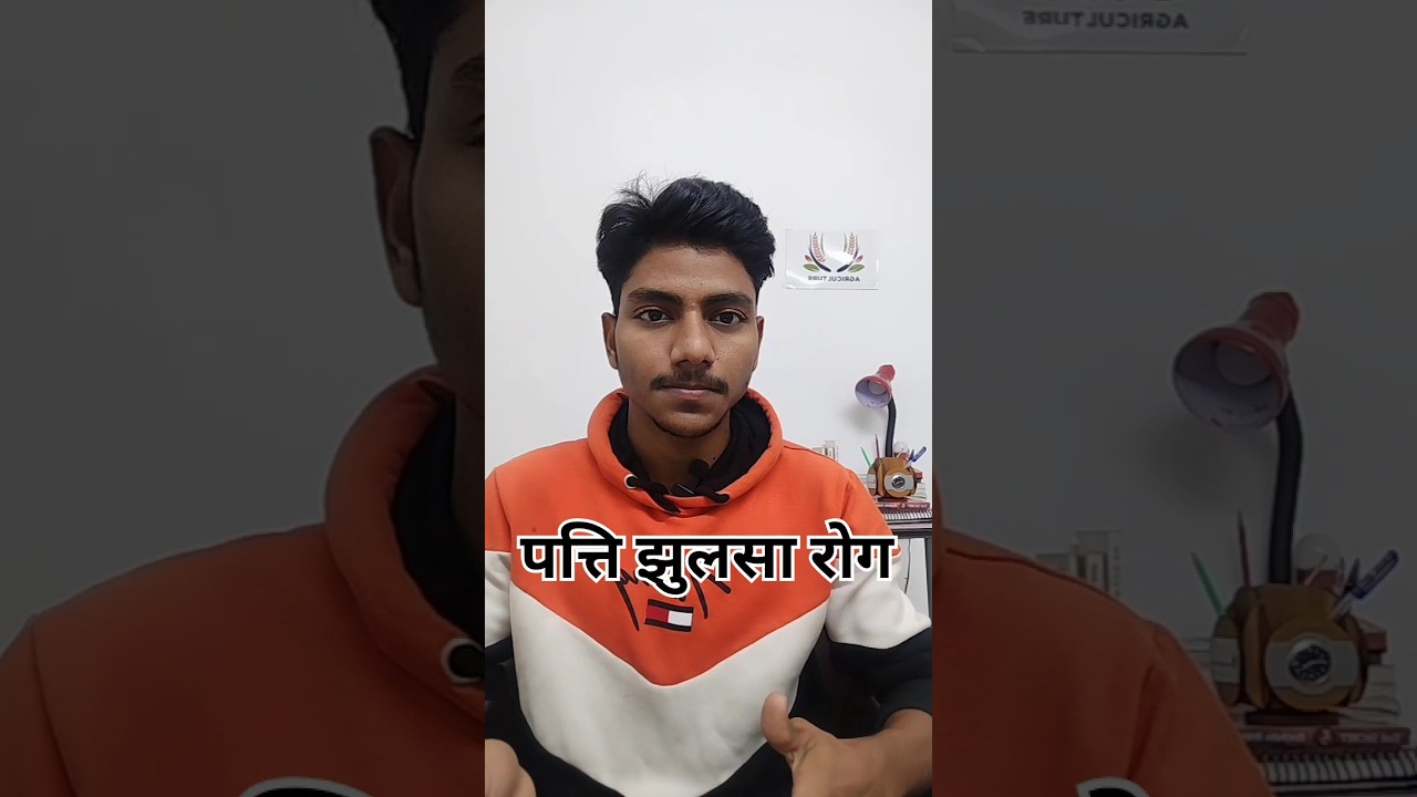 Early leaf blight disease of potato crop..🥔🌾 