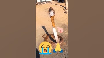 Jai Mahakal🙏 #shorts #shiv_ #snake #mahadev #animal #status #mahadev_status #trending #youtubeshorts