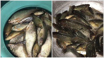 Câu cá rô đồng,cá thác lác, phát hiện điểm câu mới cá rất nhiều.@LukasHoFishing