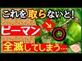 【ピーマン栽培の重要作業】収穫量を増やす最強の育て方!仕立てとわき芽かきのコツ~初心者・プランターOK~