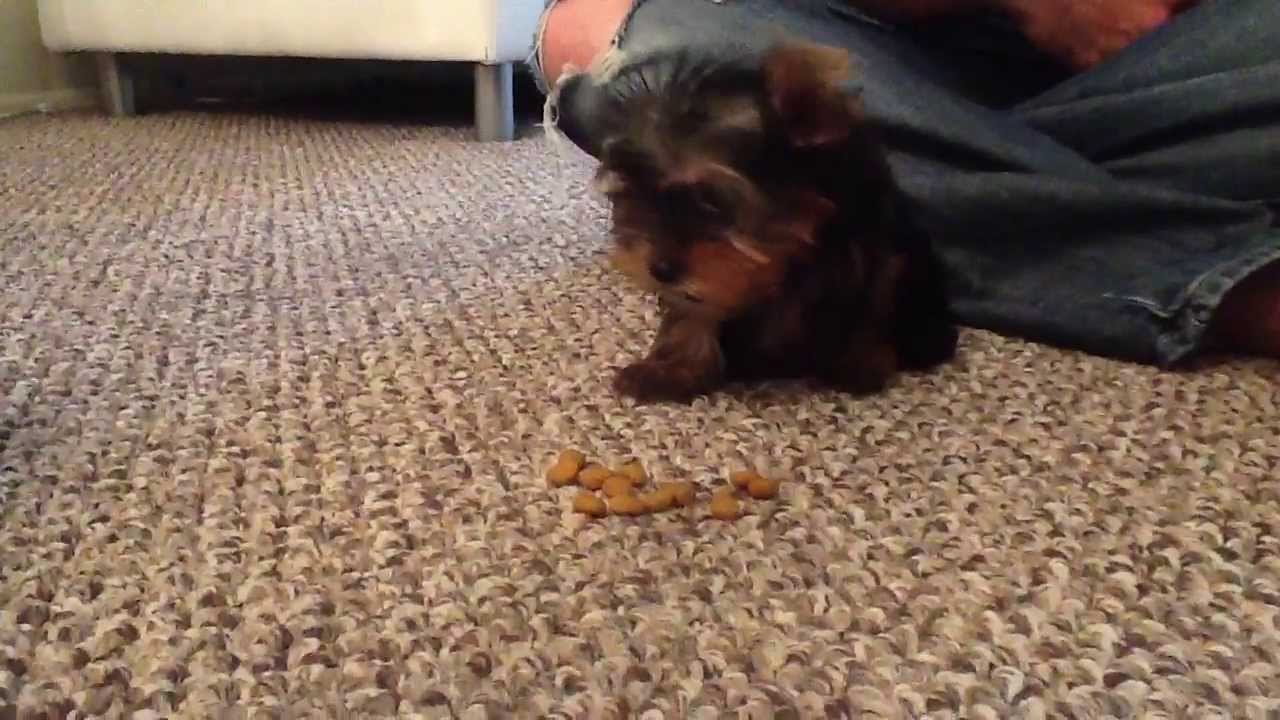 Teacup Yorkie Pup Eats In Her New Home For The First Time - YouTube