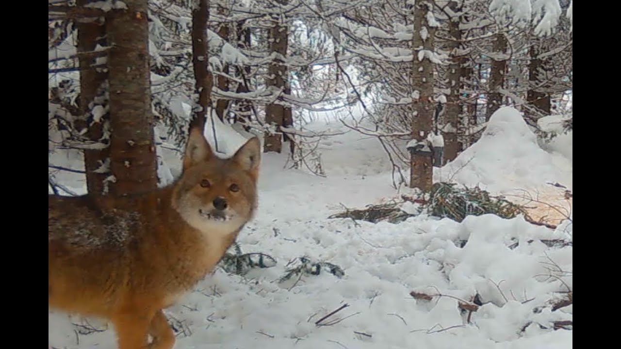 Coyotes In The Maine Woods YouTube Coyotes in the maine woods youtube