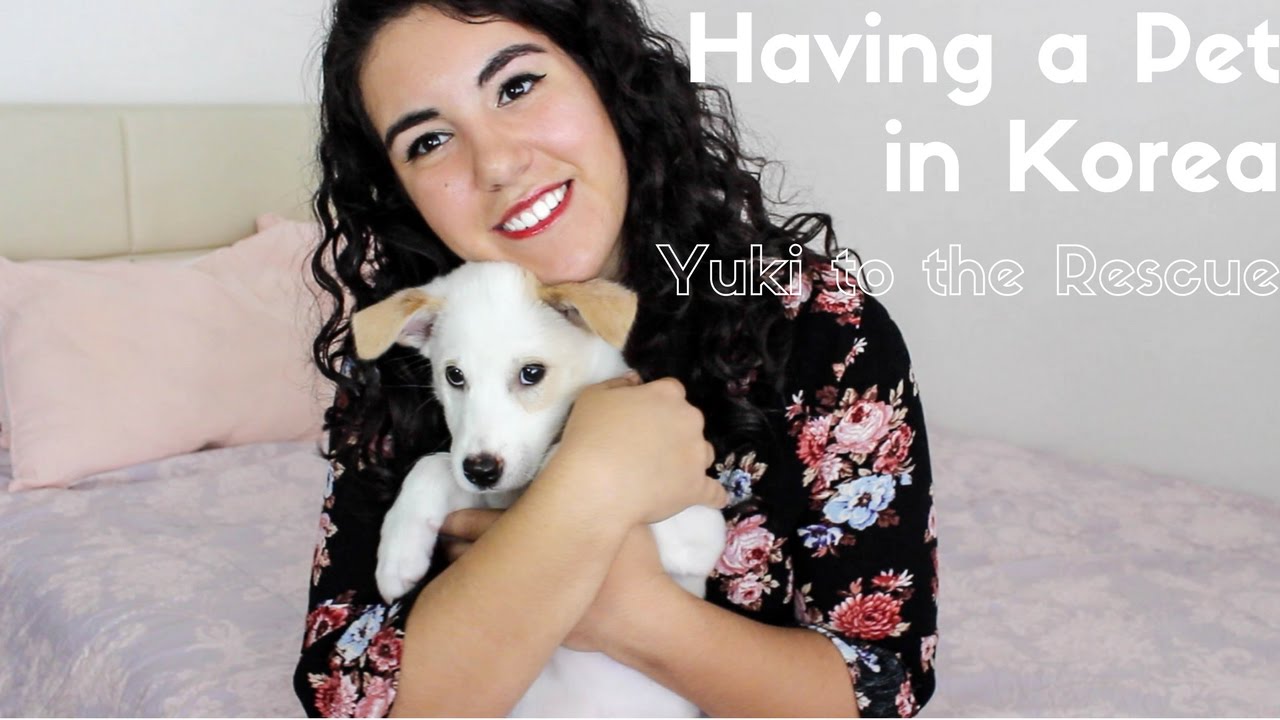 Having a Pet in Korea Yuki to the Rescue YouTube