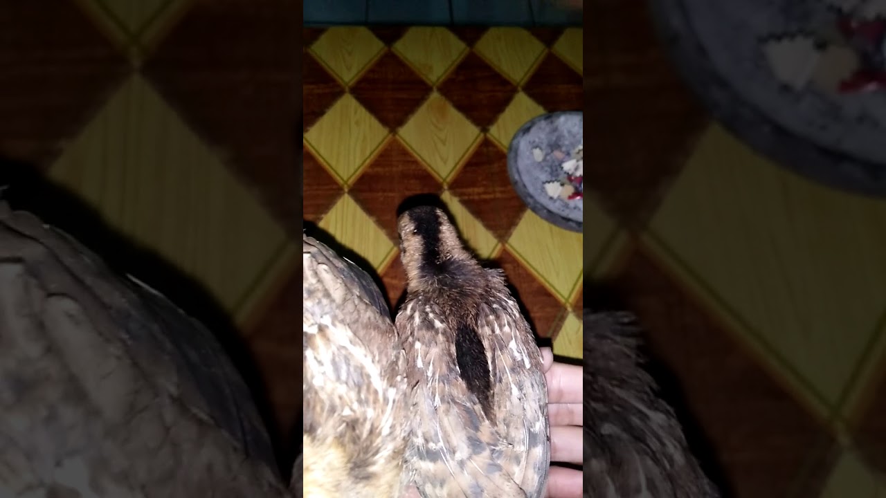 Anakan Ayam Hutan Hijau Jinak 