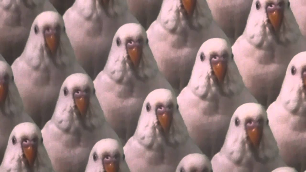 Ratatat Neckbrace (Festival Paredes de Coura, 22 Agosto 2015) YouTube