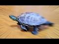 亀の育て方を間違えました【I made a mistake in how I raised the turtle.】