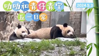 20240503 大熊猫叻叻 Le Le 和青仔青宝悠闲过五一 Giant panda Le Le, Qingzai & Qing Bao May Day holiday chill