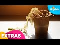 Evita que tus plantas mueran durante este verano con estos consejos | Hoy Día | Telemundo