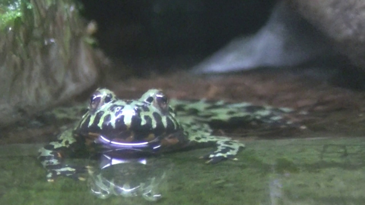 生きた化石＞チョウセンスズガエル Korean fire-bellied toad