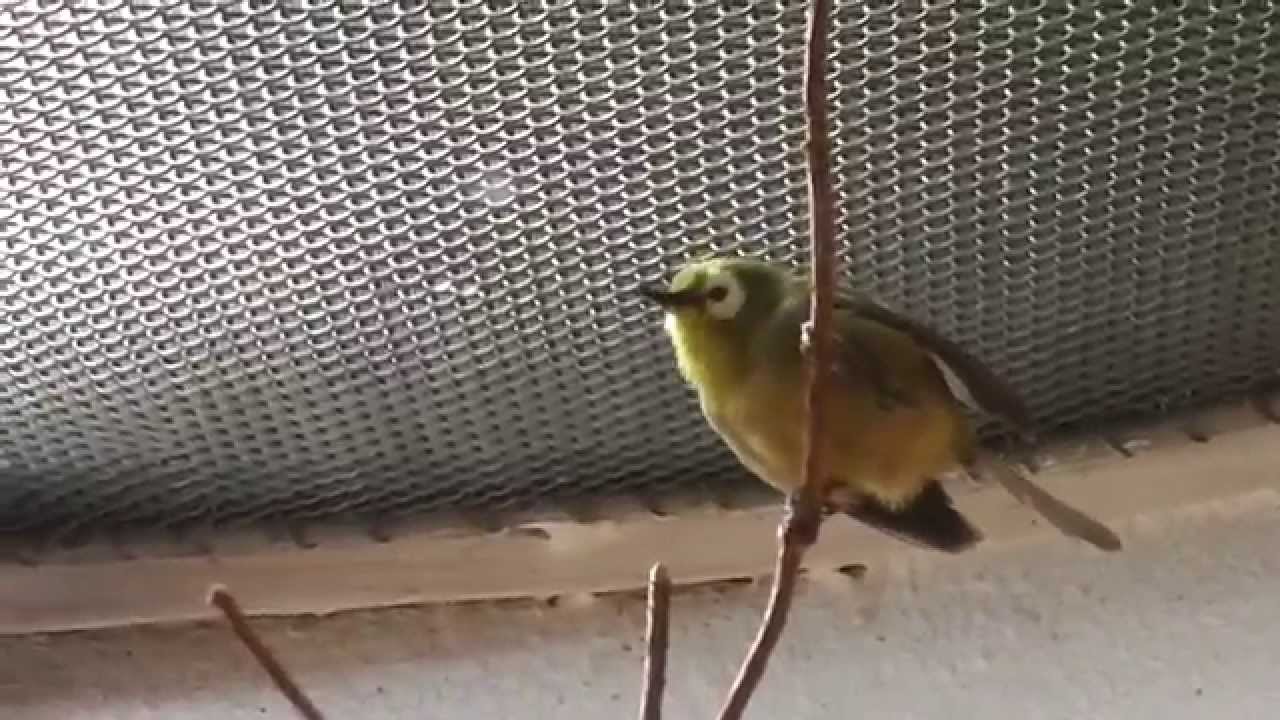 Kikuyu WhiteEye Bird in Zoo Frankfurt YouTube