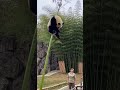 這熊貓像件衣服一樣在竹子上晾著 #熊貓 #熊貓花花 #熊貓寶寶 #熊貓基地看熊貓 #熊貓界頂流