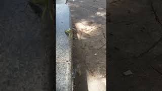 Download Lagu parang balak talaga ng praying mantis na ito bugbugin ako. MP3