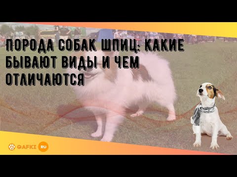Порода собак шпиц: какие бывают виды и чем отличаются