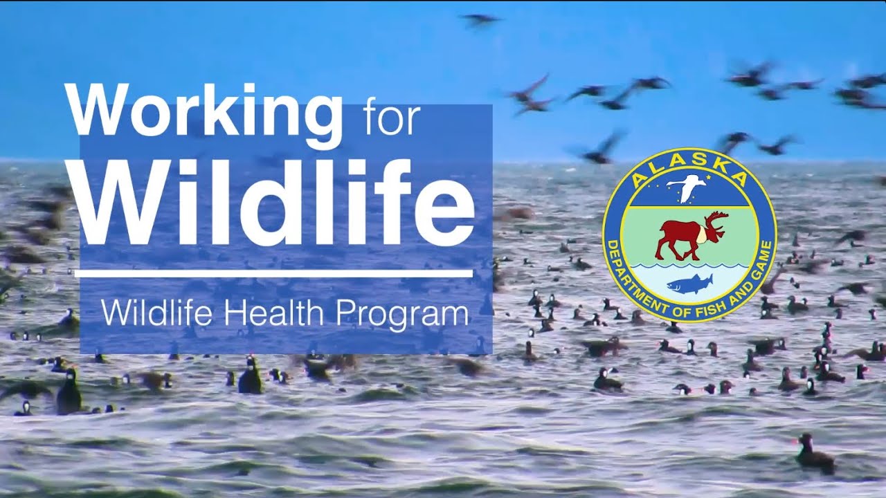 Working For Wildlife, ADF&G's Wildlife Health Program