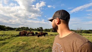 Our Bison Bull Decided to Let the WHOLE Herd Out!