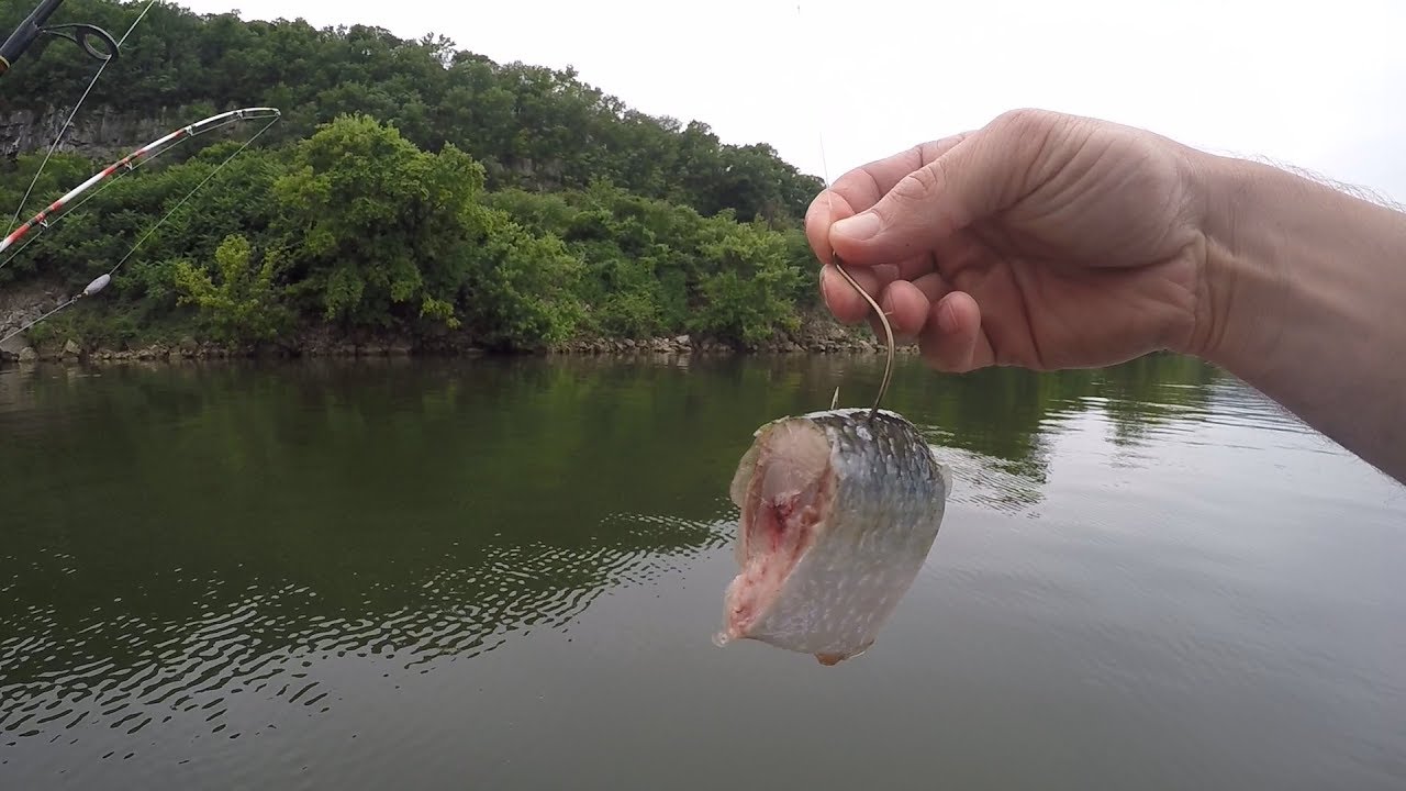 Free-Lining Cut Bait to Catch Catfish (Ft. Realistic Fishing, Panfish) 