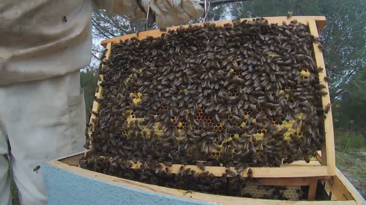 Apicultura Março 2023 - 3