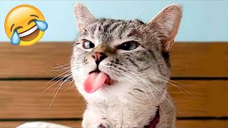 Funniest Animals 2024 😂 New Funny Cats and Dogs Videos 😻🐶