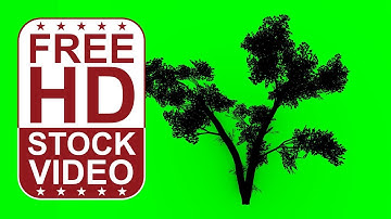 Free Stock Videos – animated white birch tree silhouette on green screen with random wind