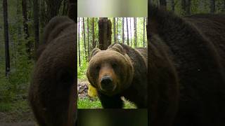 Видео С Фотоловушек. Медведь На Приваде.