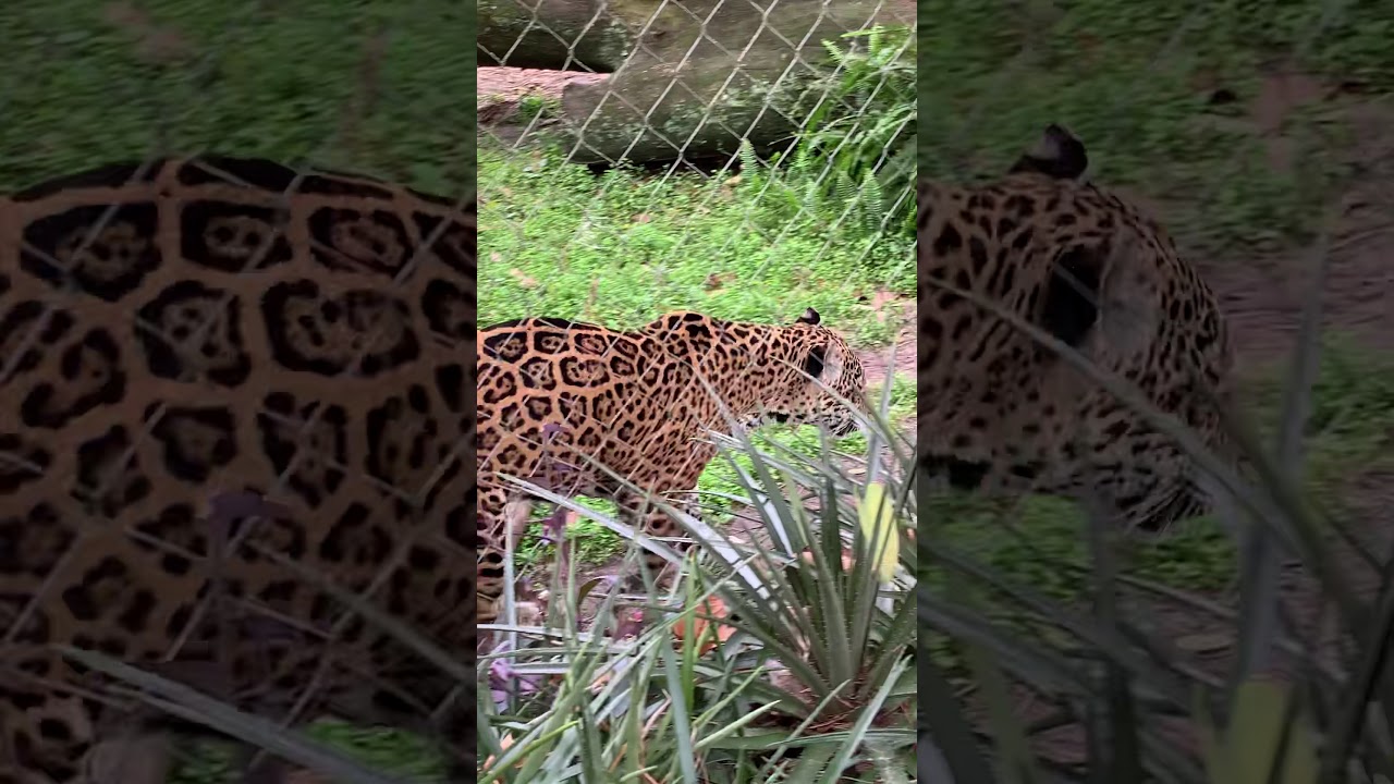 What does the jaguar say YouTube