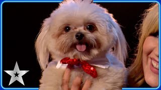 WOOF! These dog acts are A-PAW-ABLE! | Auditions | Britain's Got Talent