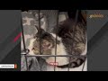 Terrified stray cat turns out to be lovebug