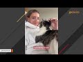 Terrified stray cat turns out to be lovebug