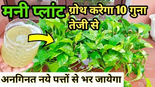 Money plant ग्रोथ करेगा 10 गुना तेजी से/Money plant care & fertilizer/Best homemade fertilizer.