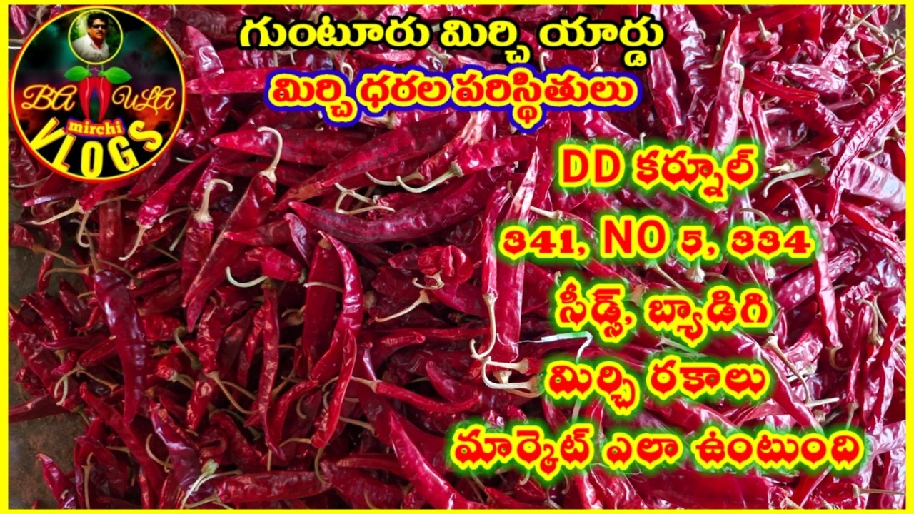 గుంటూరు మార్కెట్ మిర్చి ధరల పరిస్థితులు|DD కర్నూల్,341,334, బ్యాడిగి, మిర్చి రకాలు ధరలు ఎలా ఉంటాయి..