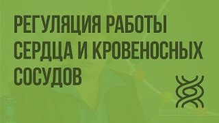 Регуляция работы сердца и кровеносных сосудов. Видеоурок по биологии 8 класс