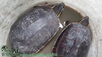 TURTLE TRAP | Amazing Smart Boy Make Deep Hole Trap Catch Turtle in Cambodia