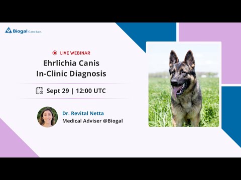 Video: Asocierea Dintre Leishmanioza Canină și Co-infecția Cu Ehrlichia Canis: Un Studiu Prospectiv De Control De Caz