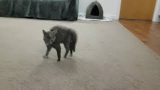 Playful kitten sideways walking! |Nova the Kitten