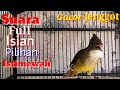 Masteran Jenggot Full Isian Gacor Cocok Bangat Untuk Memancing Burung Kacer Dan Murai Mp3 - Mp4 Download