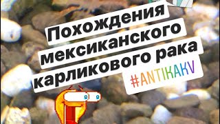 Мексиканский оранжевый карликовый рак 🦞 прогулка по аквариуму редкие съемки 🤪😈👹