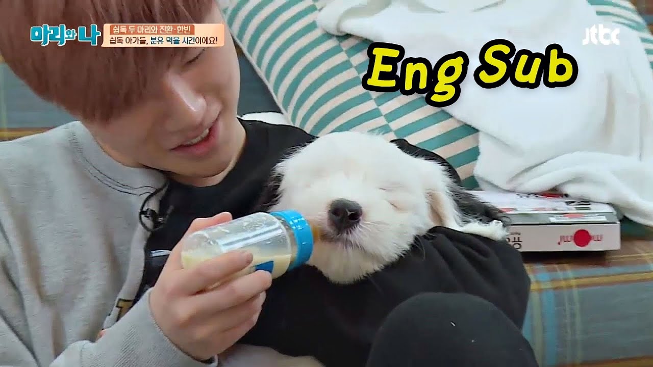 진환 & 한빈, 쉽독 아가들 맘마 먹자~ 우쭈쭈♥  마리와 나 16회