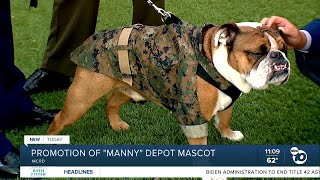 Marine Corps Recruit Depot mascot gets promoted at graduation