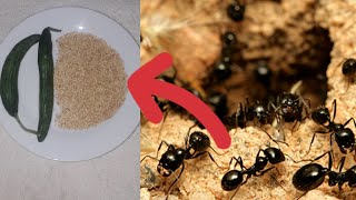 لا تقتل النمل داخل المنزل .. شاهد الطريقة الصحيحة  لابعاده