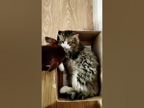 Разбуди кота 😂 short #shorts #смешно #котисобака - YouTube